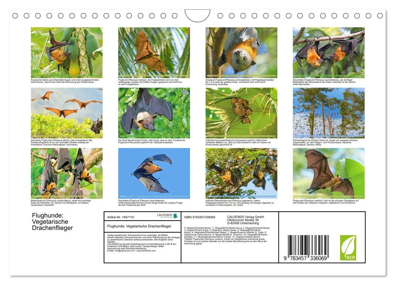 Bild: 9783457336069 | Flughunde: Vegetarische Drachenflieger (Wandkalender 2026 DIN A4...