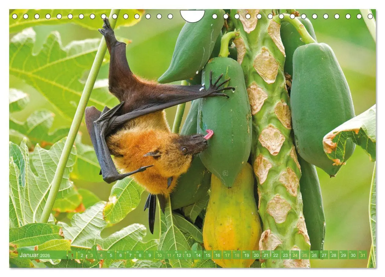 Bild: 9783457336069 | Flughunde: Vegetarische Drachenflieger (Wandkalender 2026 DIN A4...