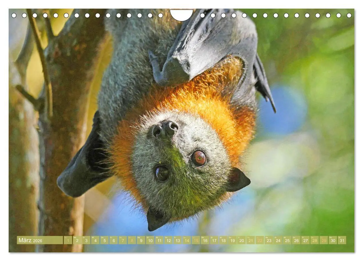 Bild: 9783457336069 | Flughunde: Vegetarische Drachenflieger (Wandkalender 2026 DIN A4...