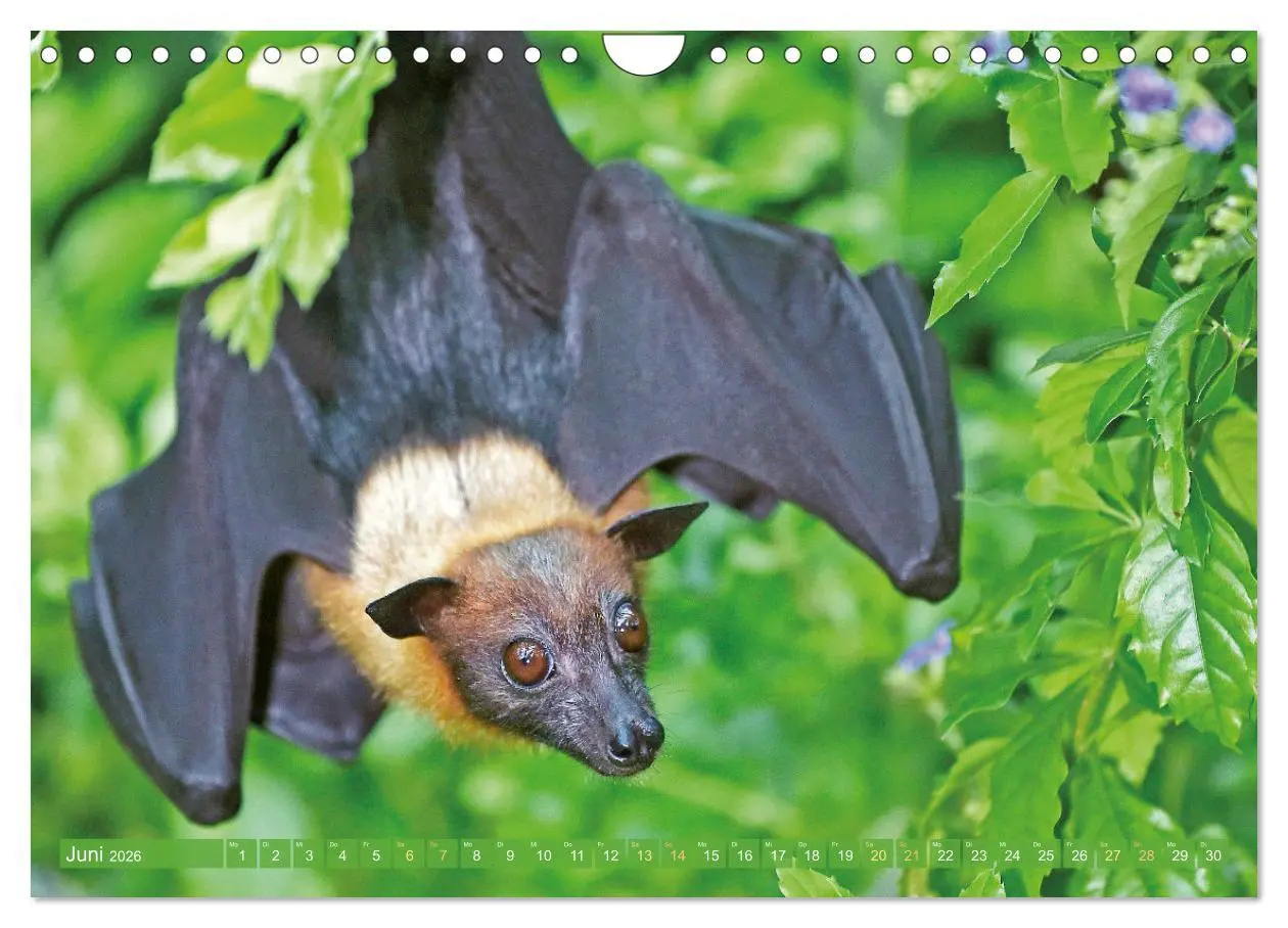 Bild: 9783457336069 | Flughunde: Vegetarische Drachenflieger (Wandkalender 2026 DIN A4...