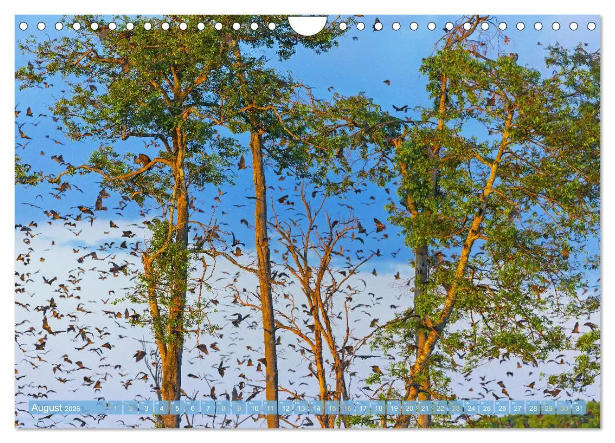 Bild: 9783457336069 | Flughunde: Vegetarische Drachenflieger (Wandkalender 2026 DIN A4...