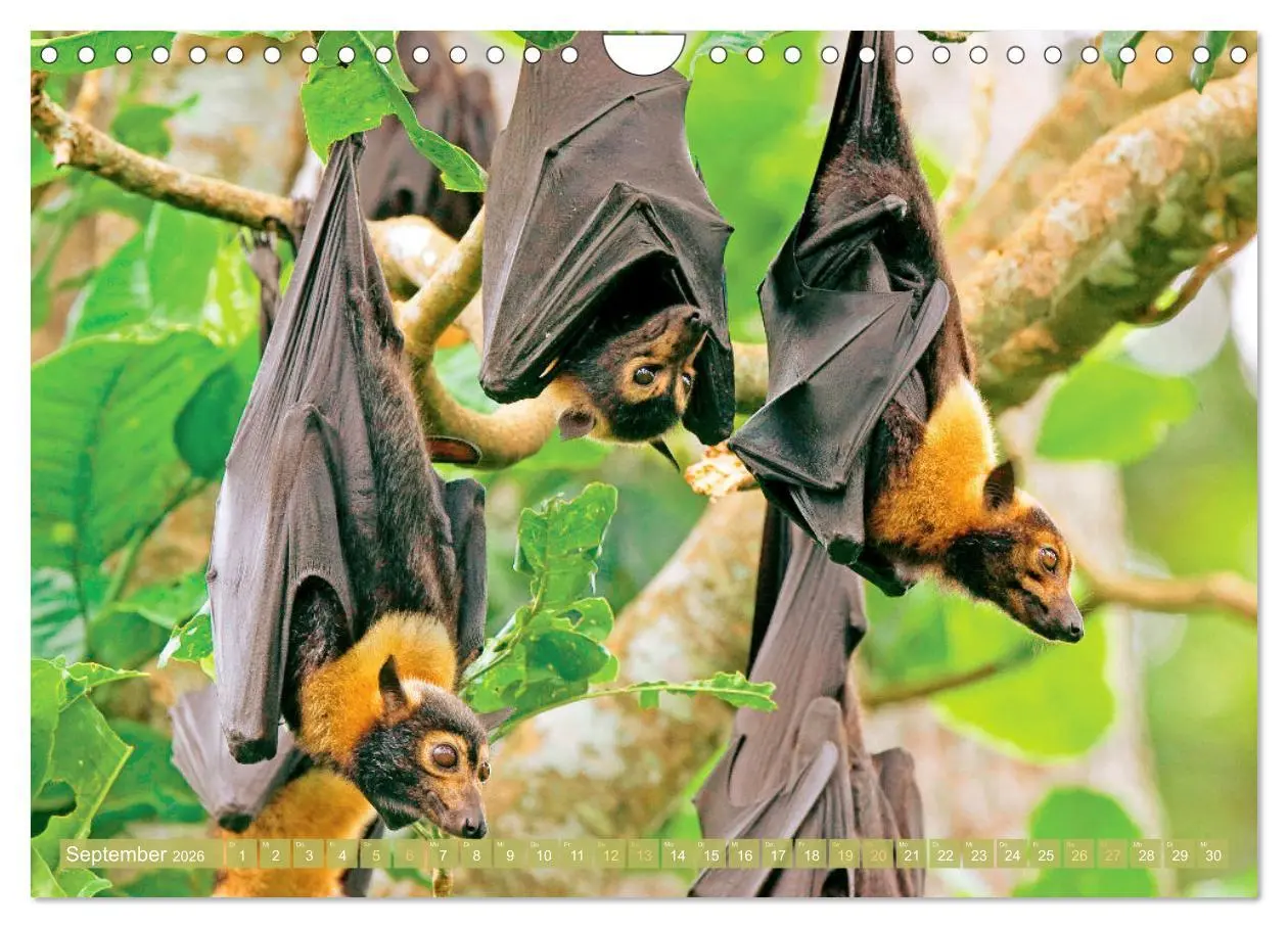 Bild: 9783457336069 | Flughunde: Vegetarische Drachenflieger (Wandkalender 2026 DIN A4...