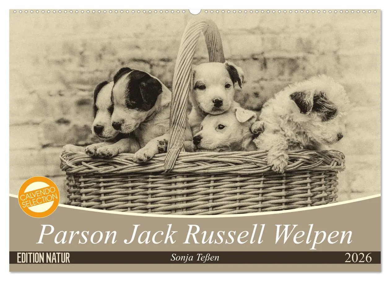 Cover: 9783457876169 | Parson Jack Russel Welpen (Wandkalender 2026 DIN A2 quer), CALVENDO...