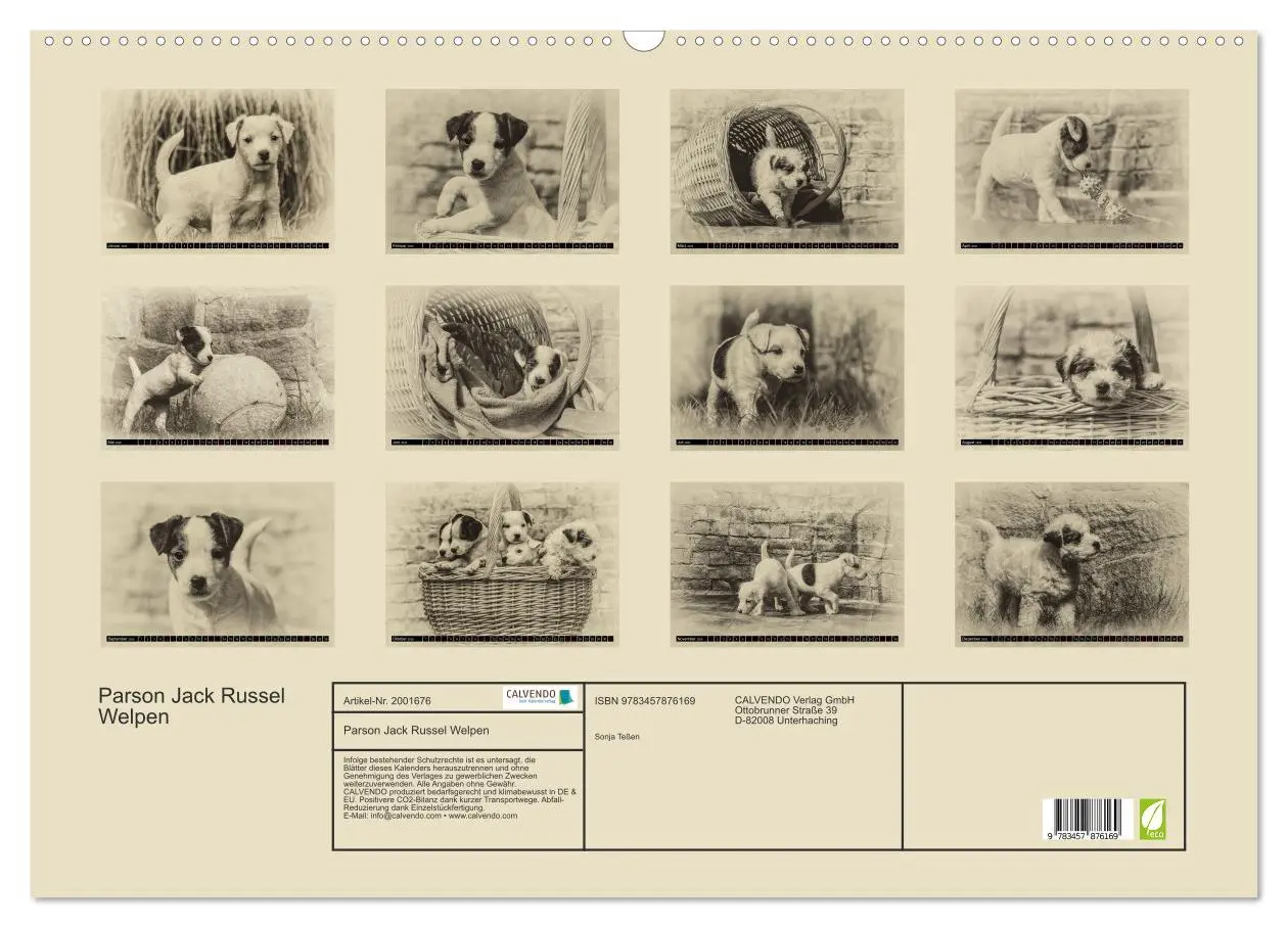 Bild: 9783457876169 | Parson Jack Russel Welpen (Wandkalender 2026 DIN A2 quer), CALVENDO...