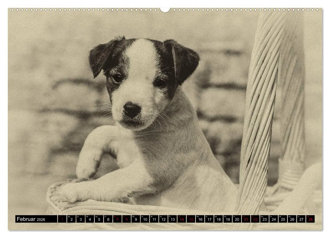 Bild: 9783457876169 | Parson Jack Russel Welpen (Wandkalender 2026 DIN A2 quer), CALVENDO...