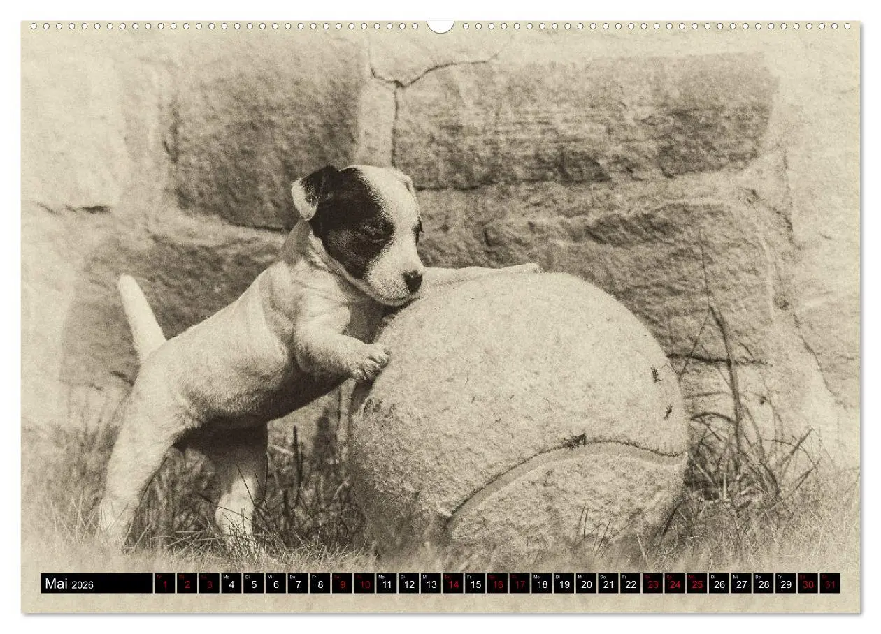 Bild: 9783457876169 | Parson Jack Russel Welpen (Wandkalender 2026 DIN A2 quer), CALVENDO...