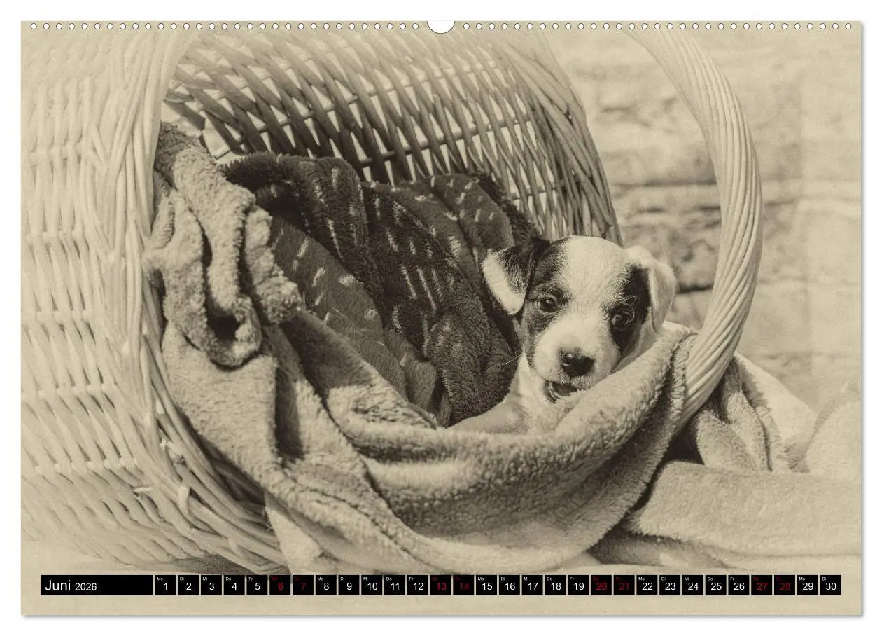 Bild: 9783457876169 | Parson Jack Russel Welpen (Wandkalender 2026 DIN A2 quer), CALVENDO...