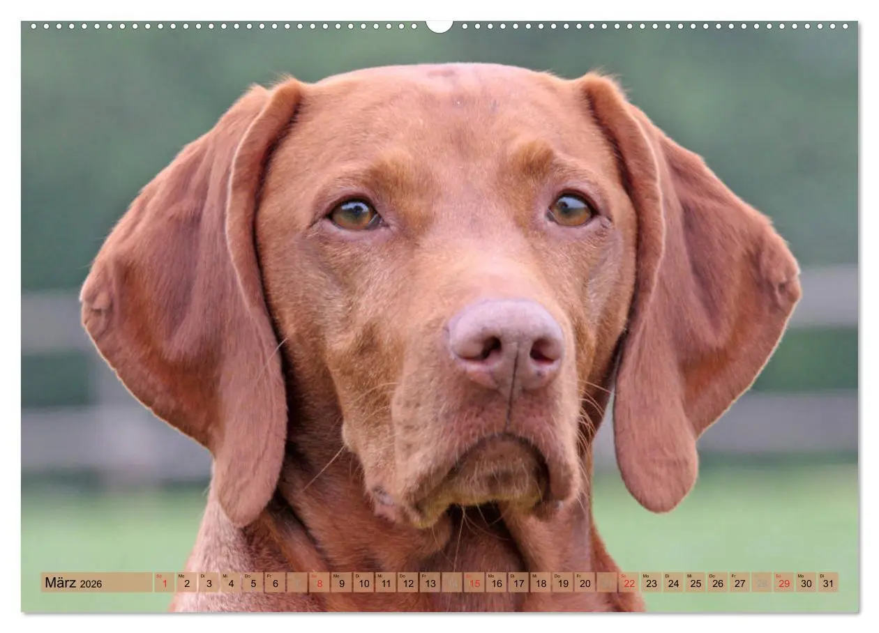 Bild: 9783516186369 | Magyar Vizsla - Vielseitiger Jagdhund mit Familienanschluss...