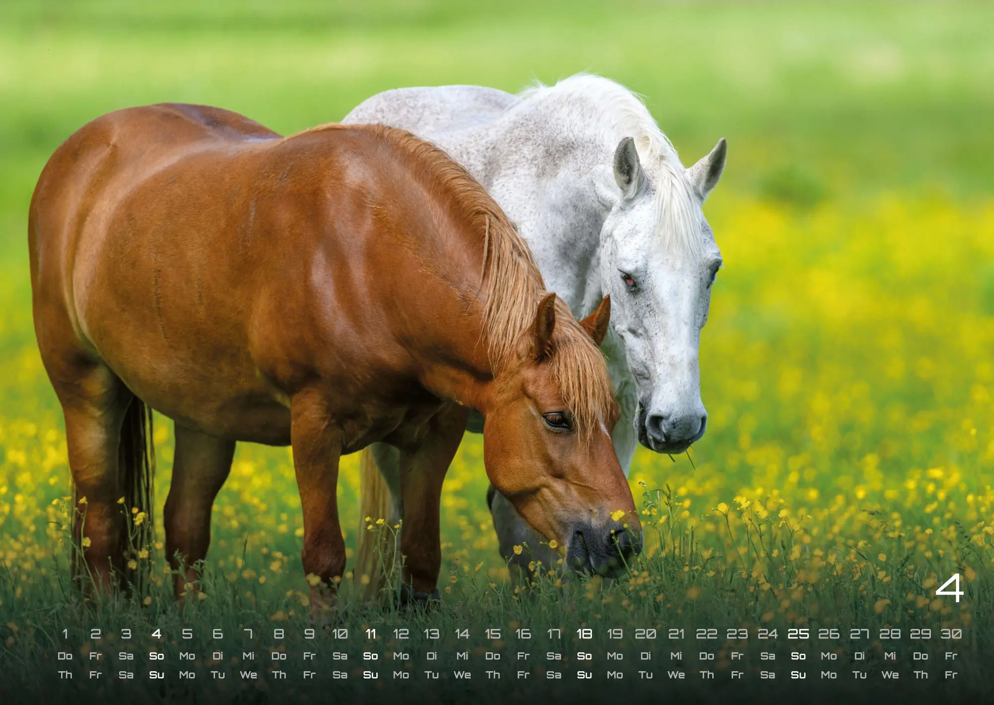 Bild: 9783986736569 | Pferdegeflüster - Der Pferdekalender - 2027 - Kalender DIN A2 | de