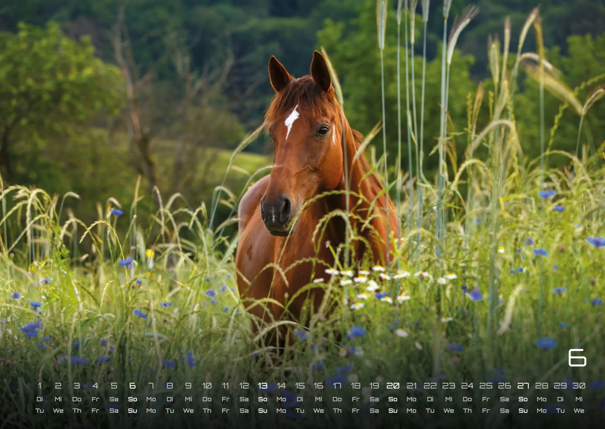 Bild: 9783986736569 | Pferdegeflüster - Der Pferdekalender - 2027 - Kalender DIN A2 | de