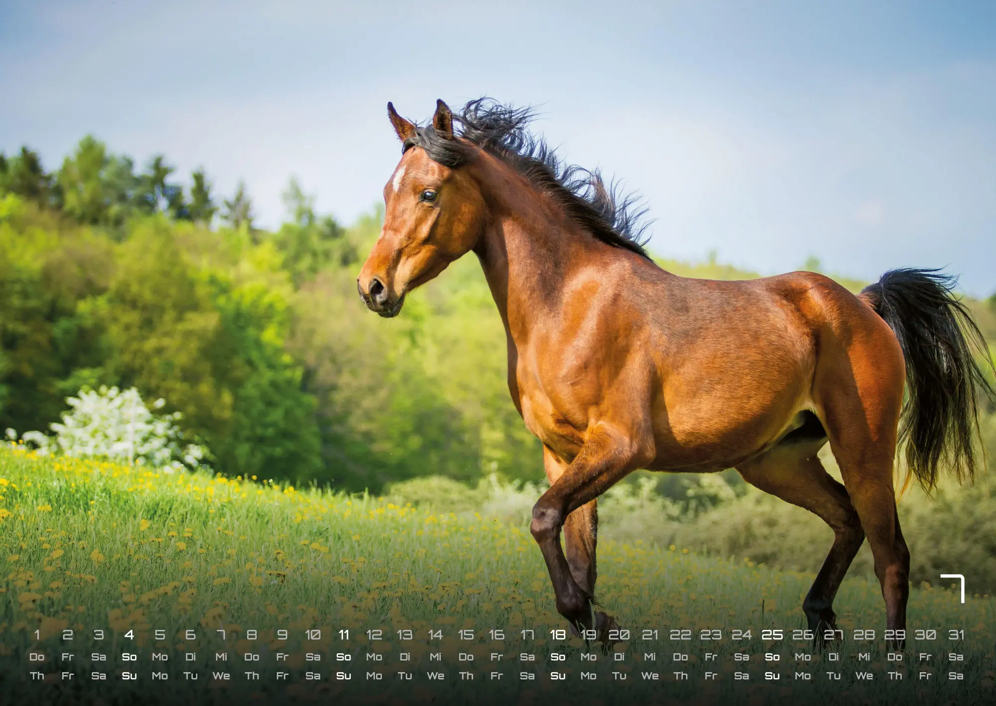 Bild: 9783986736569 | Pferdegeflüster - Der Pferdekalender - 2027 - Kalender DIN A2 | de