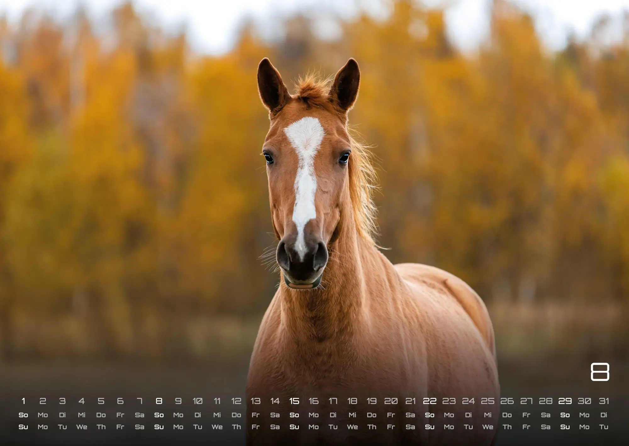 Bild: 9783986736569 | Pferdegeflüster - Der Pferdekalender - 2027 - Kalender DIN A2 | de