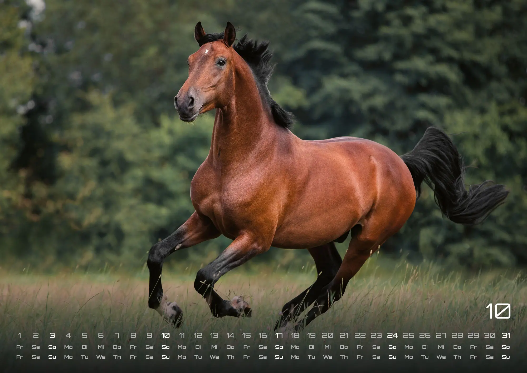 Bild: 9783986736569 | Pferdegeflüster - Der Pferdekalender - 2027 - Kalender DIN A2 | de