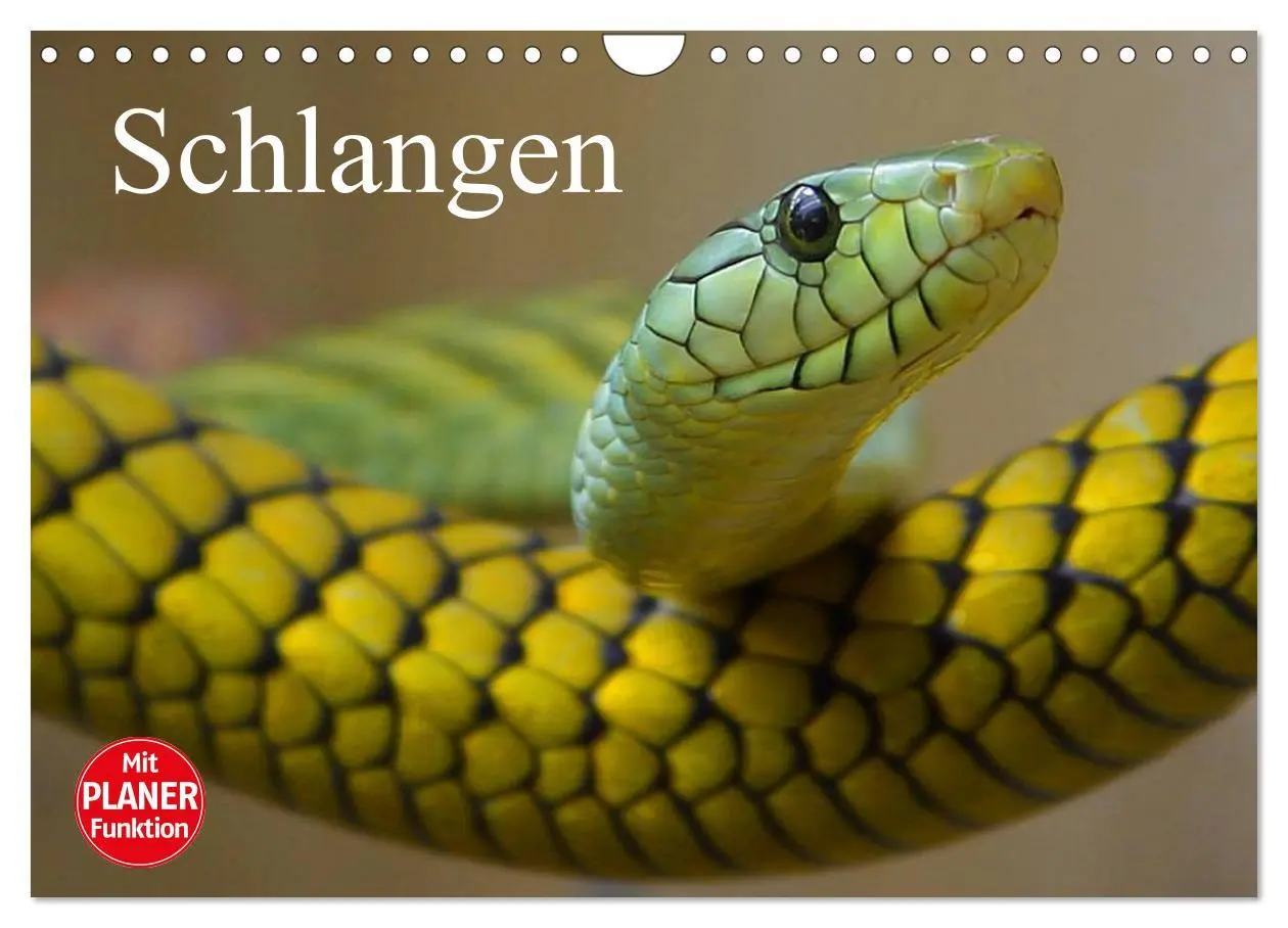 Cover: 9783457996669 | Schlangen (Wandkalender 2026 DIN A4 quer), CALVENDO Monatskalender