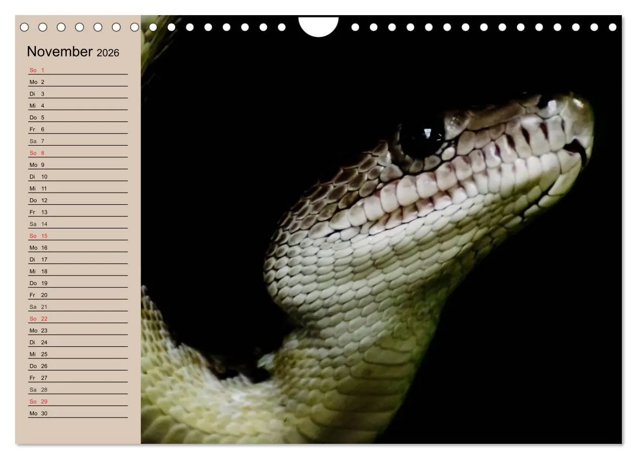 Bild: 9783457996669 | Schlangen (Wandkalender 2026 DIN A4 quer), CALVENDO Monatskalender