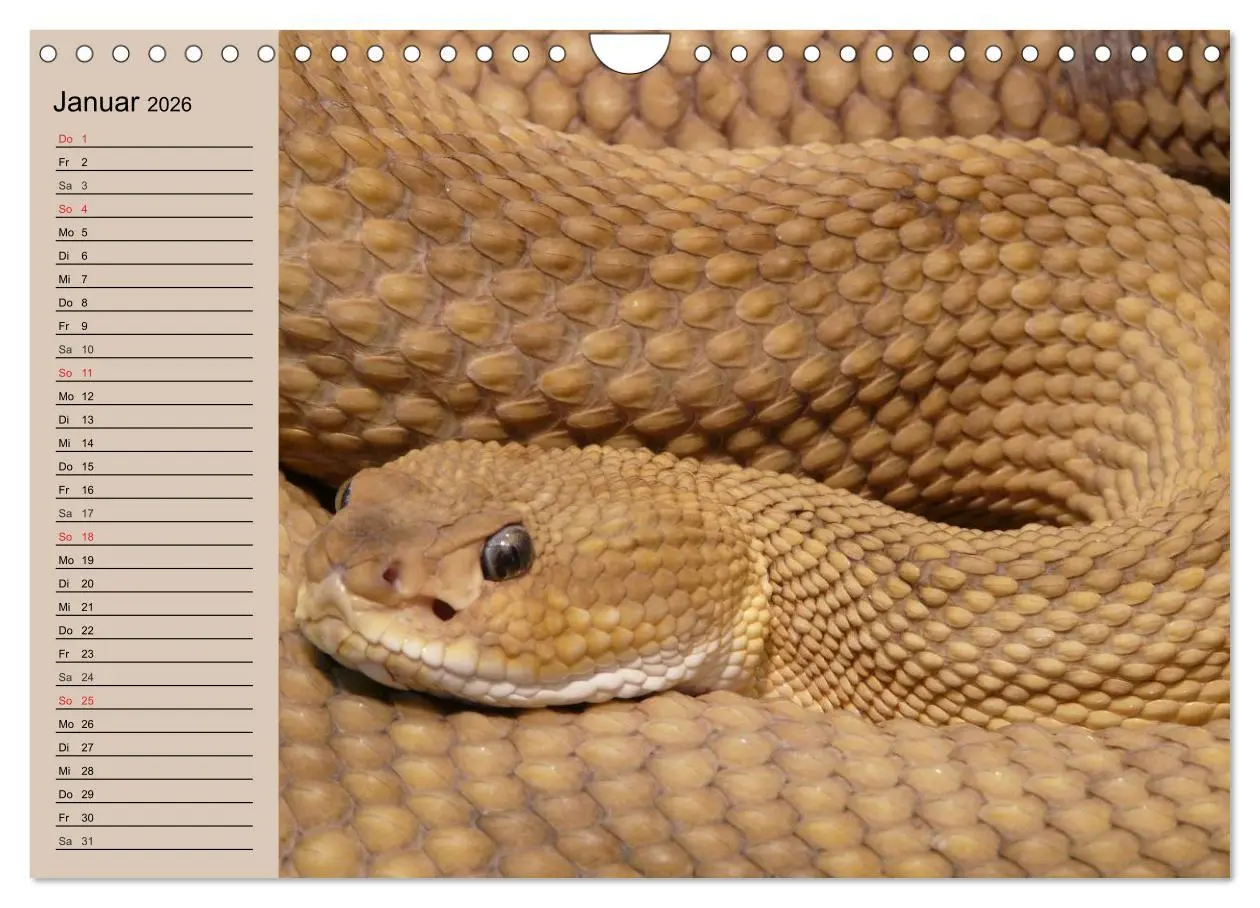 Bild: 9783457996669 | Schlangen (Wandkalender 2026 DIN A4 quer), CALVENDO Monatskalender