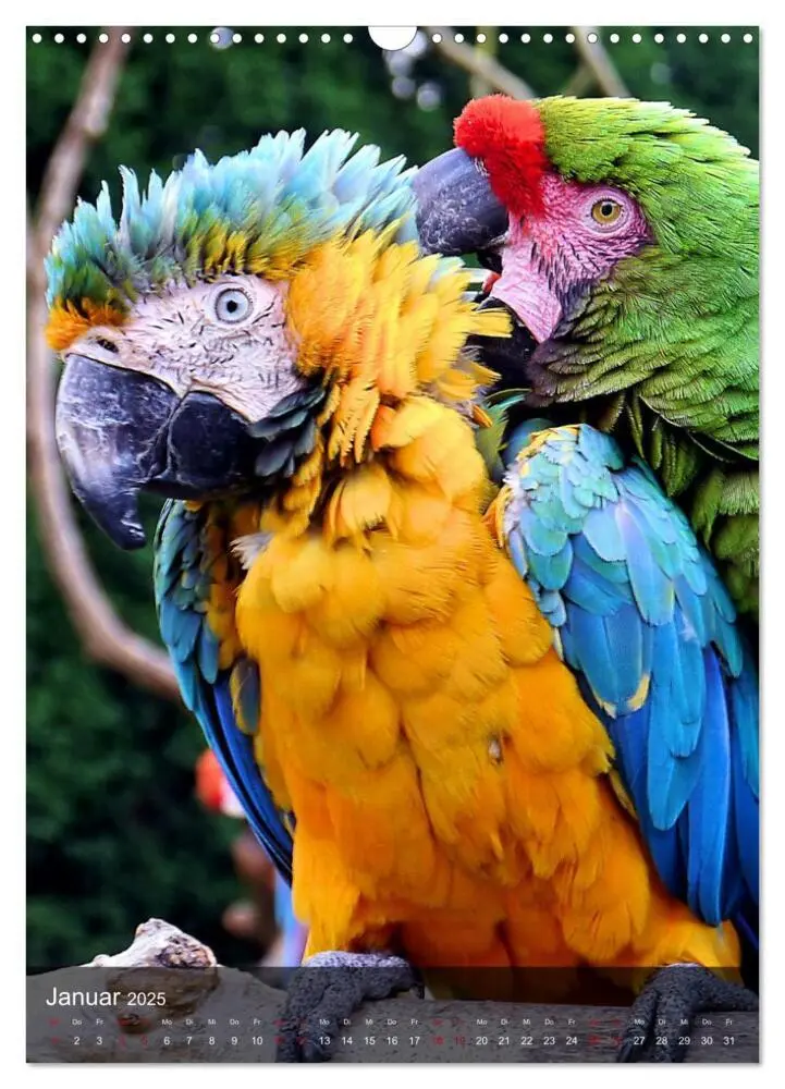 Bild: 9783435886869 | Papageien - exotische Schönheiten (Wandkalender 2025 DIN A3 hoch),...