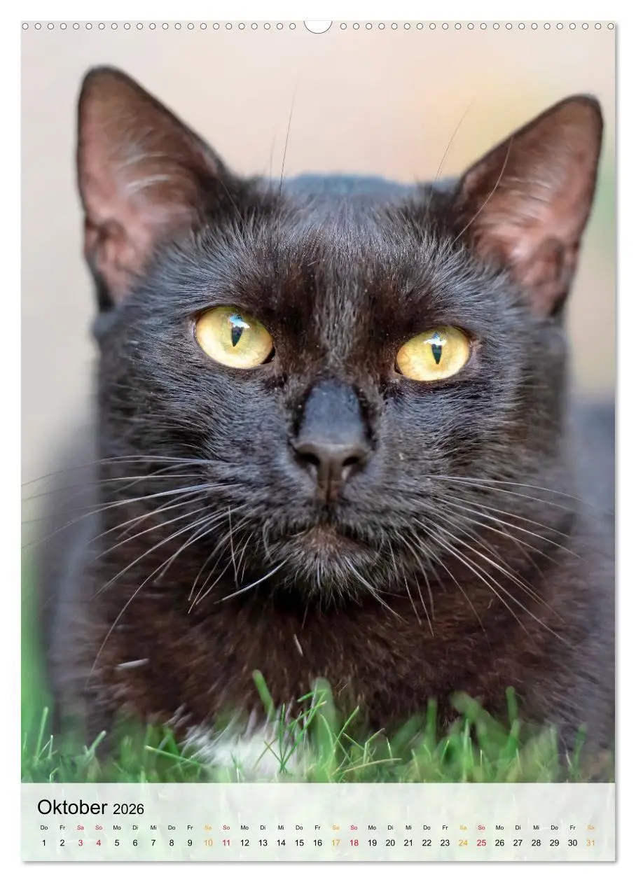 Bild: 9783516366969 | Katzen - süß und kuschelig (Wandkalender 2026 DIN A2 hoch),...