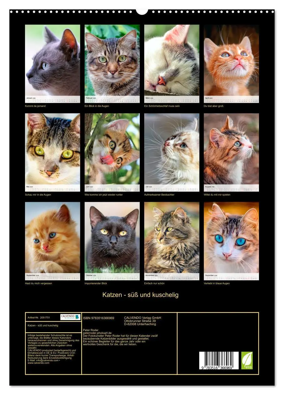 Bild: 9783516366969 | Katzen - süß und kuschelig (Wandkalender 2026 DIN A2 hoch),...