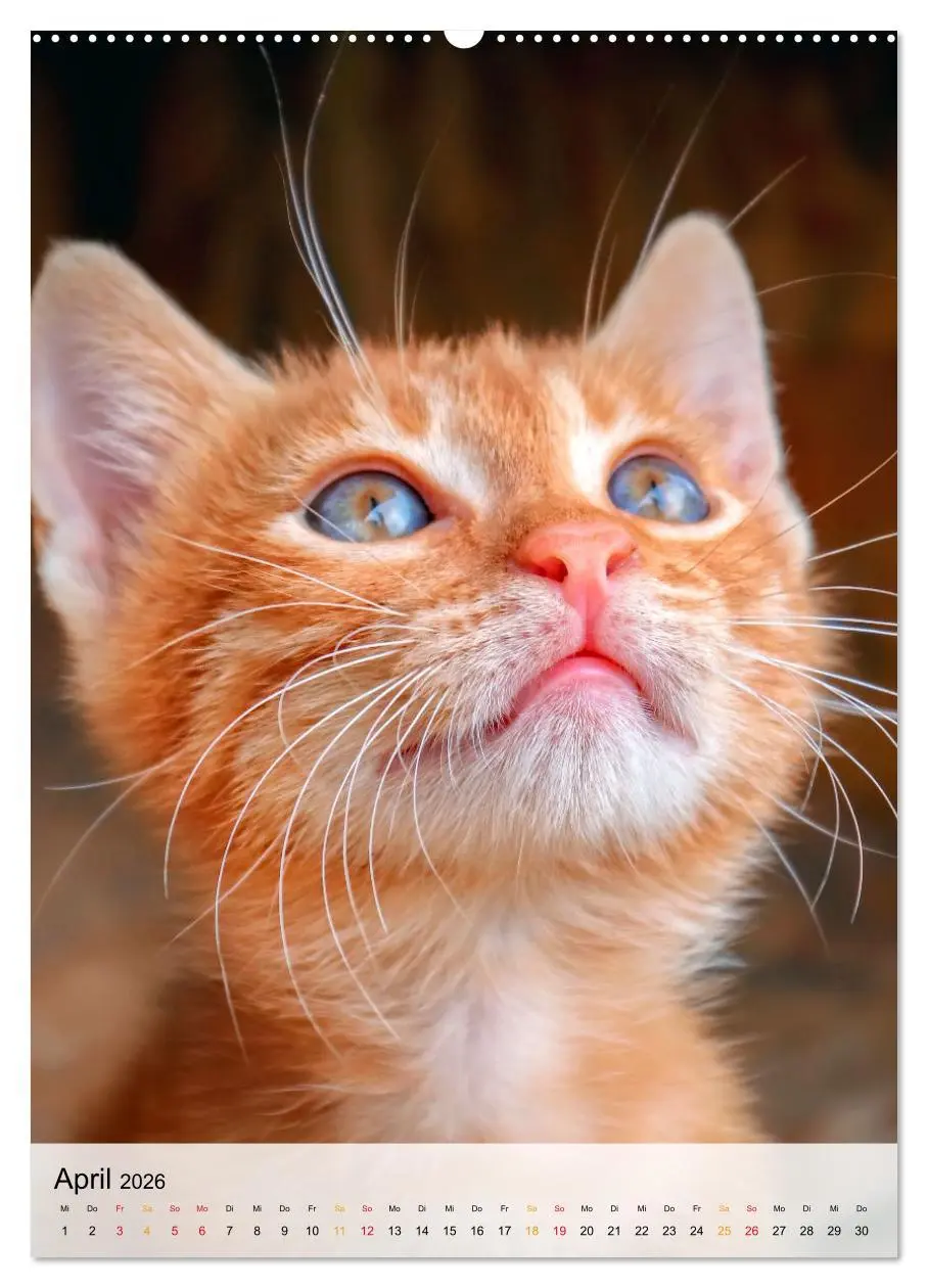 Bild: 9783516366969 | Katzen - süß und kuschelig (Wandkalender 2026 DIN A2 hoch),...