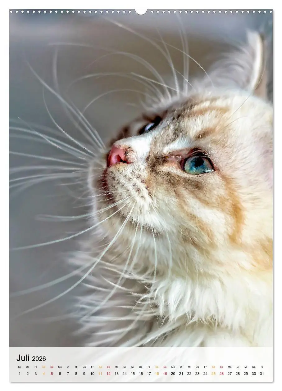 Bild: 9783516366969 | Katzen - süß und kuschelig (Wandkalender 2026 DIN A2 hoch),...