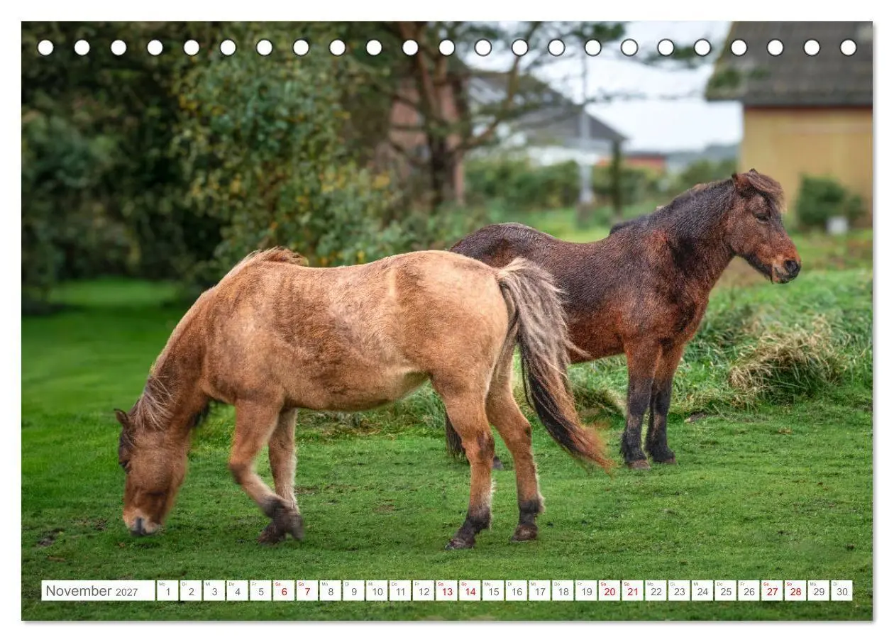 Bild: 9783569216969 | Naturerlebnis Rømø (Tischkalender 2027 DIN A5 quer), CALVENDO...