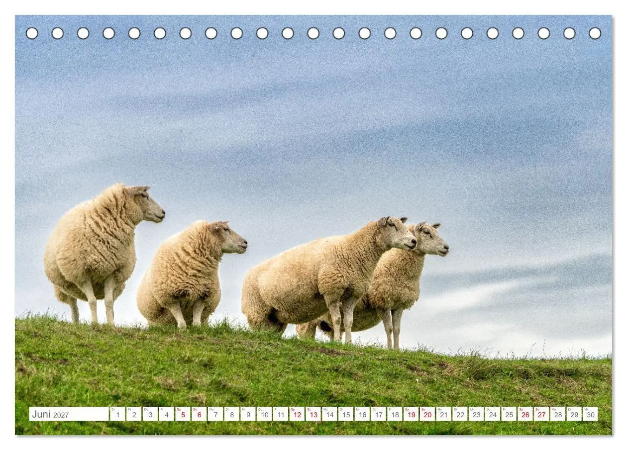 Bild: 9783569216969 | Naturerlebnis Rømø (Tischkalender 2027 DIN A5 quer), CALVENDO...