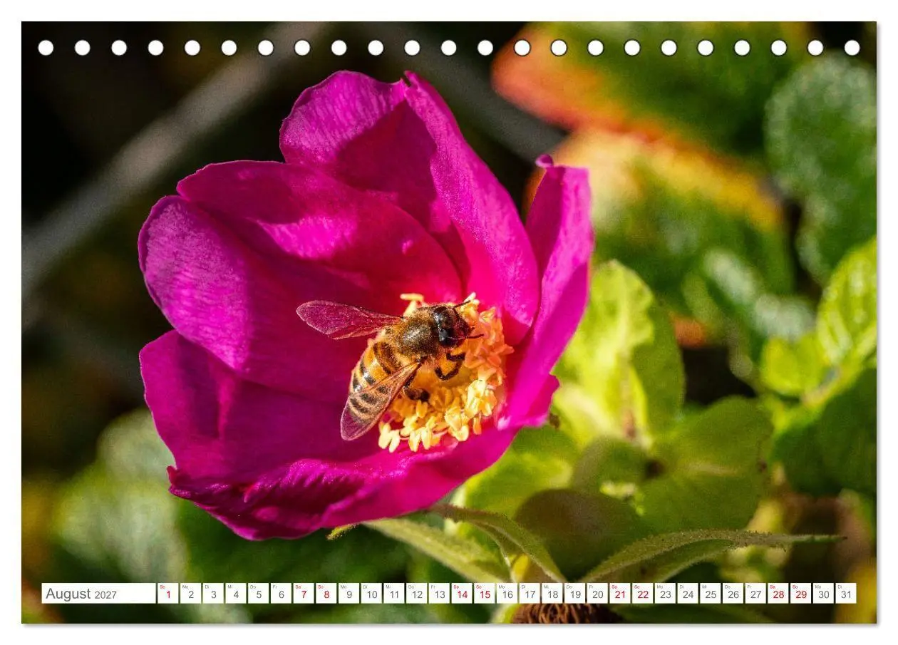 Bild: 9783569216969 | Naturerlebnis Rømø (Tischkalender 2027 DIN A5 quer), CALVENDO...