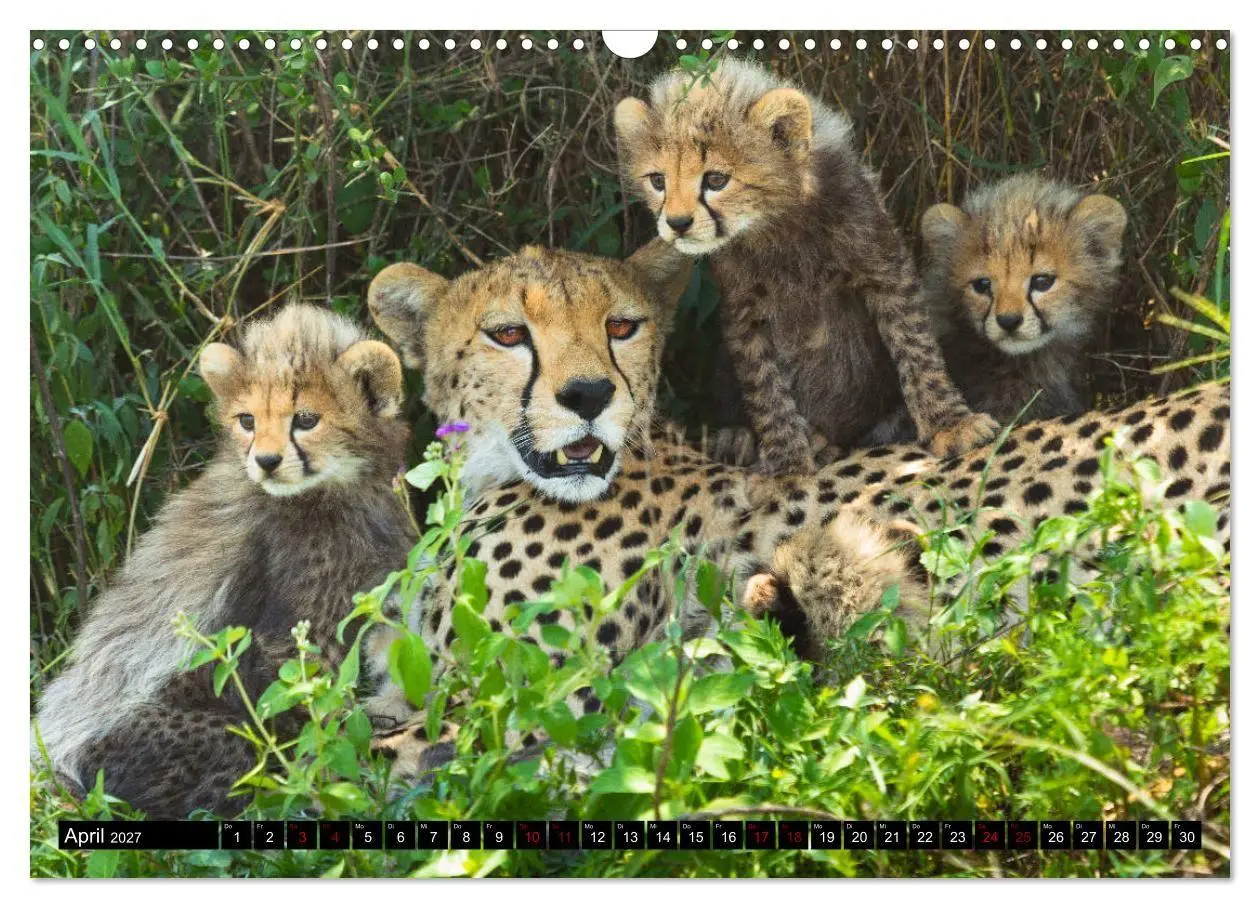 Bild: 9783569766969 | Tansania - Tierwanderung in der Serengeti (Wandkalender 2027 DIN A3...