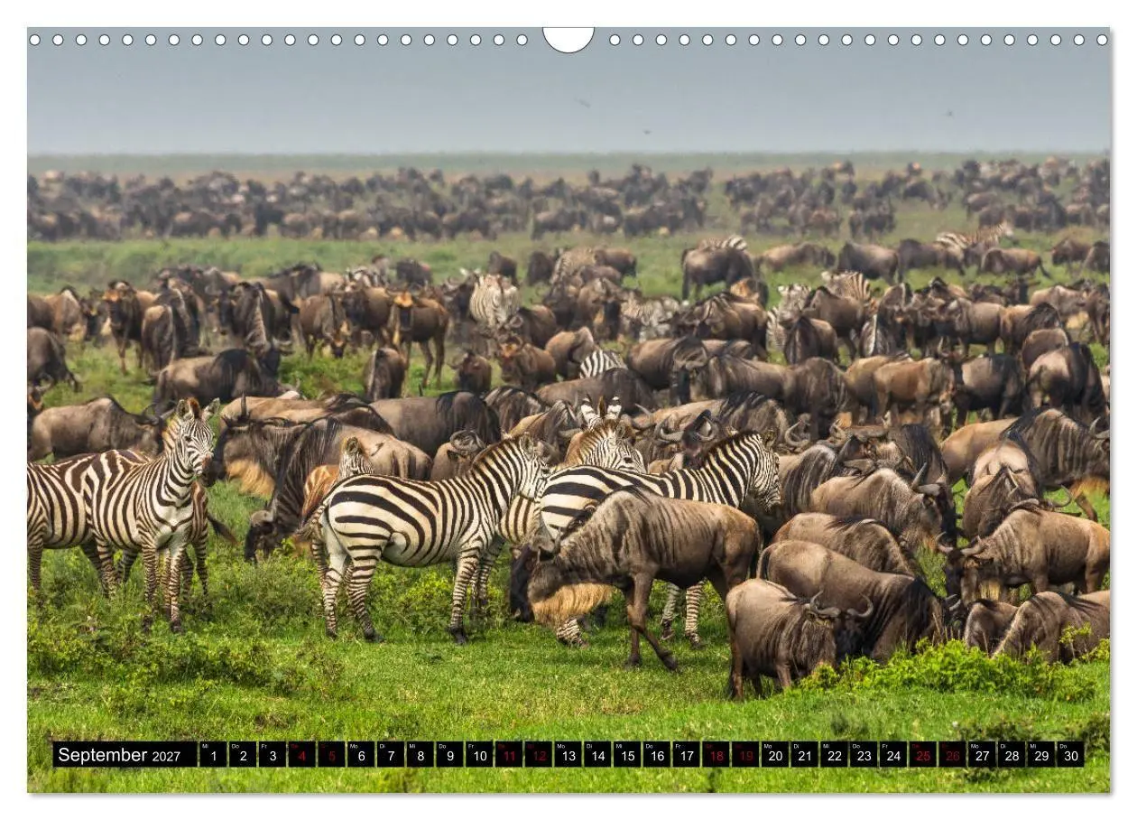 Bild: 9783569766969 | Tansania - Tierwanderung in der Serengeti (Wandkalender 2027 DIN A3...