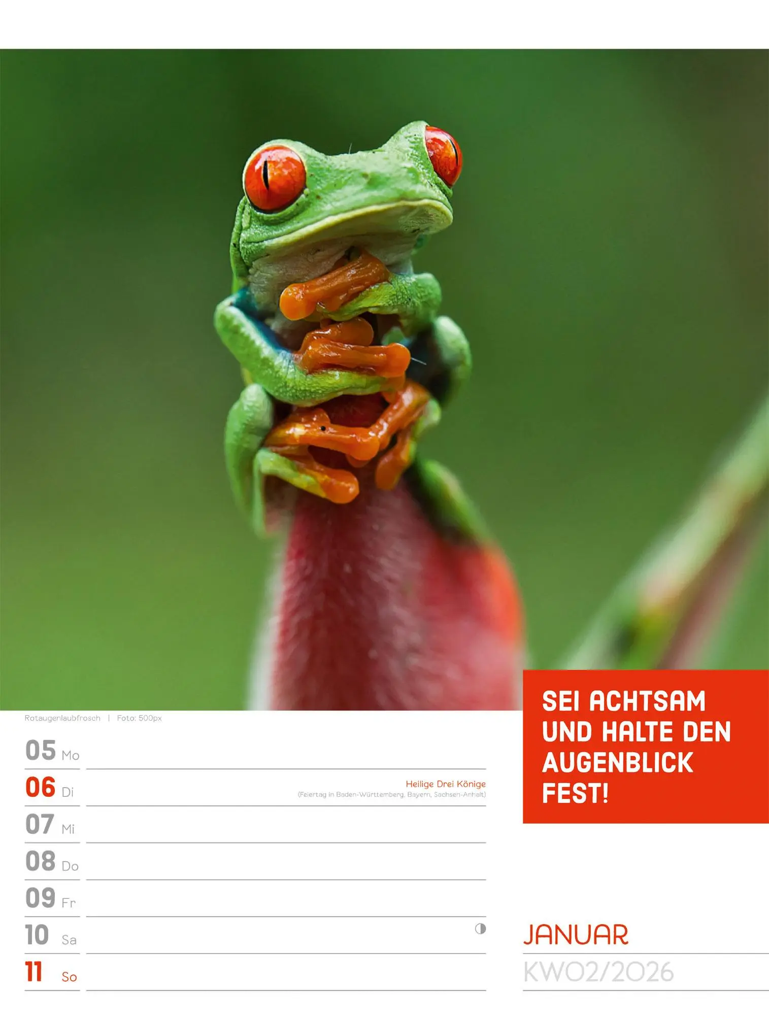 Bild: 9783838426969 | Tierisch! Sprüchekalender - Wochenplaner Kalender 2026 | GmbH | 56 S.