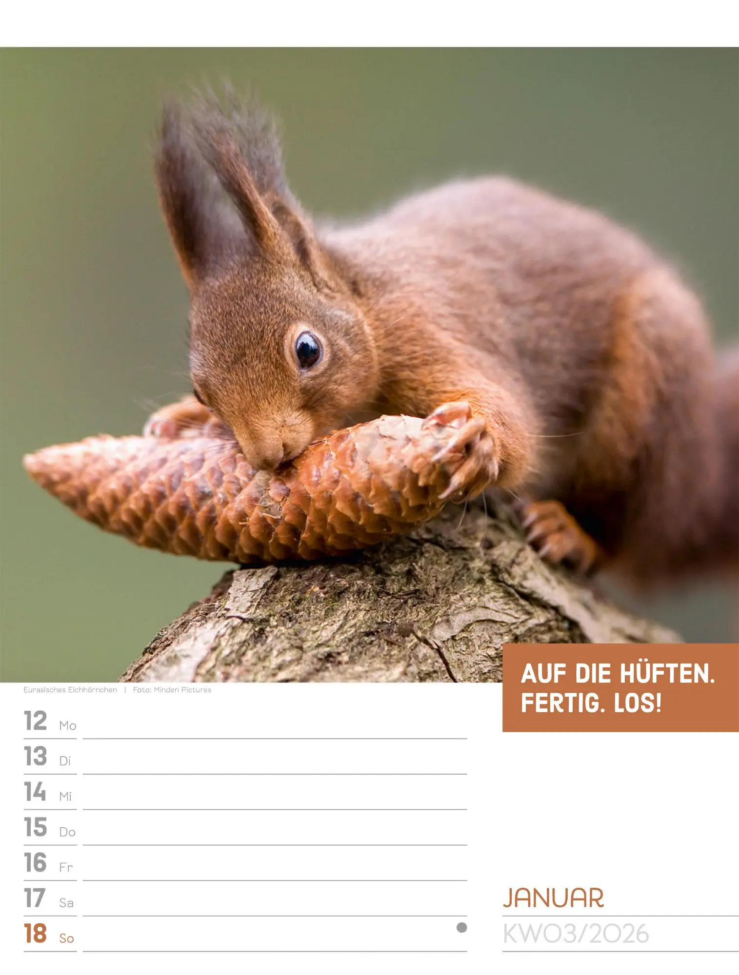 Bild: 9783838426969 | Tierisch! Sprüchekalender - Wochenplaner Kalender 2026 | GmbH | 56 S.
