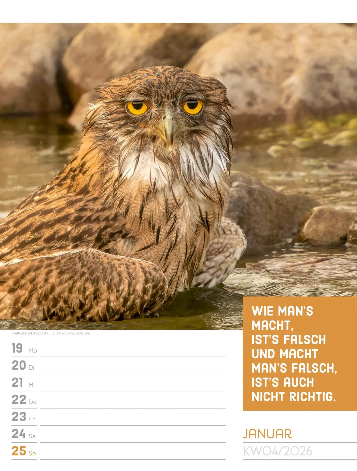 Bild: 9783838426969 | Tierisch! Sprüchekalender - Wochenplaner Kalender 2026 | GmbH | 56 S.