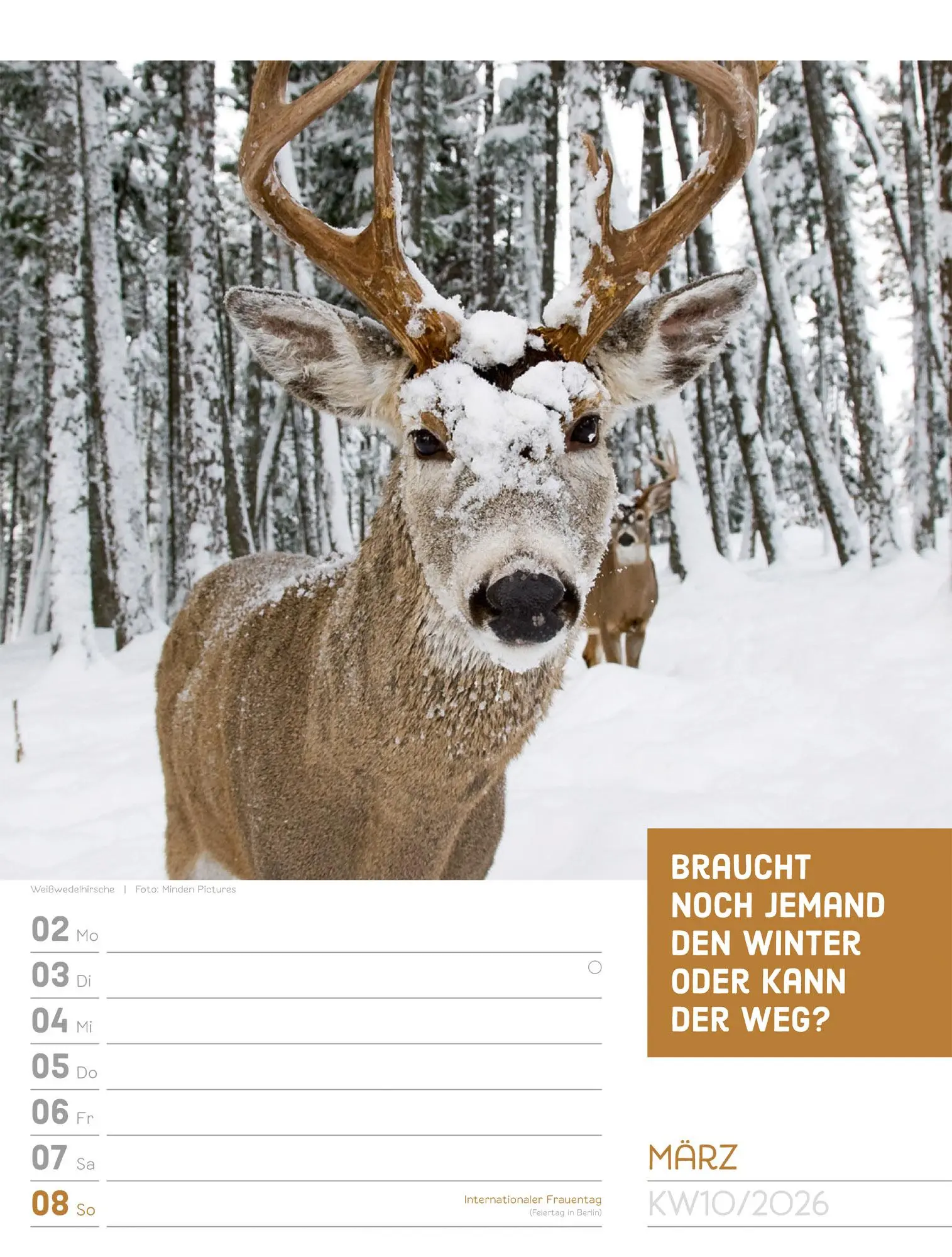 Bild: 9783838426969 | Tierisch! Sprüchekalender - Wochenplaner Kalender 2026 | GmbH | 56 S.