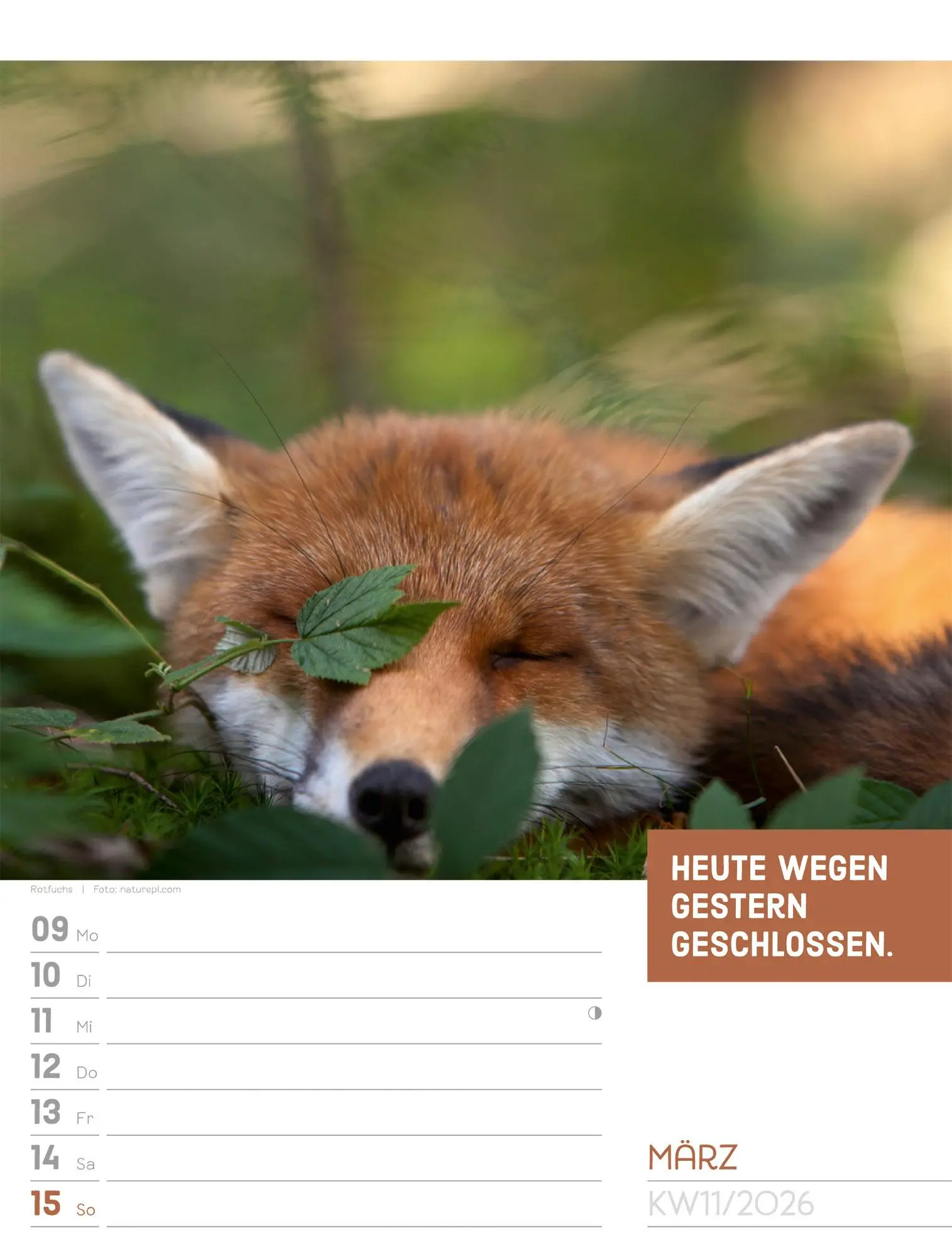 Bild: 9783838426969 | Tierisch! Sprüchekalender - Wochenplaner Kalender 2026 | GmbH | 56 S.