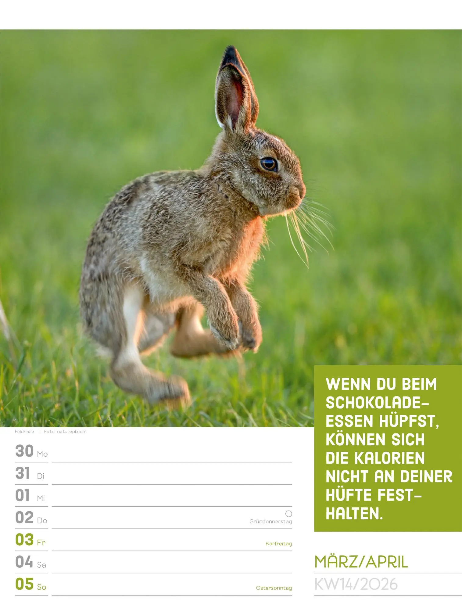 Bild: 9783838426969 | Tierisch! Sprüchekalender - Wochenplaner Kalender 2026 | GmbH | 56 S.