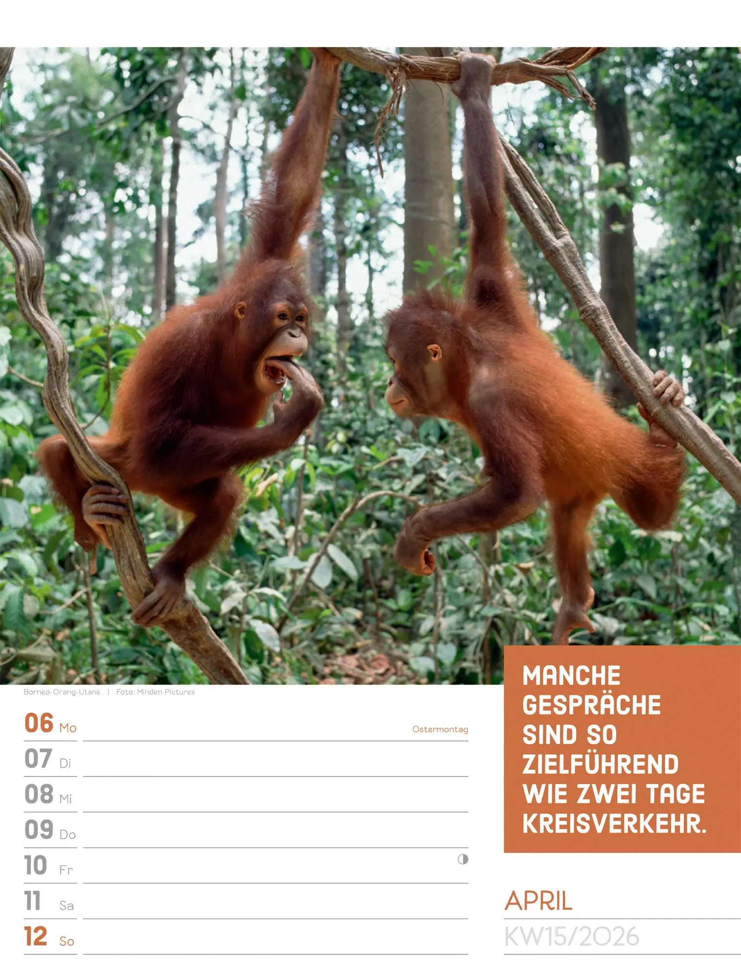 Bild: 9783838426969 | Tierisch! Sprüchekalender - Wochenplaner Kalender 2026 | GmbH | 56 S.