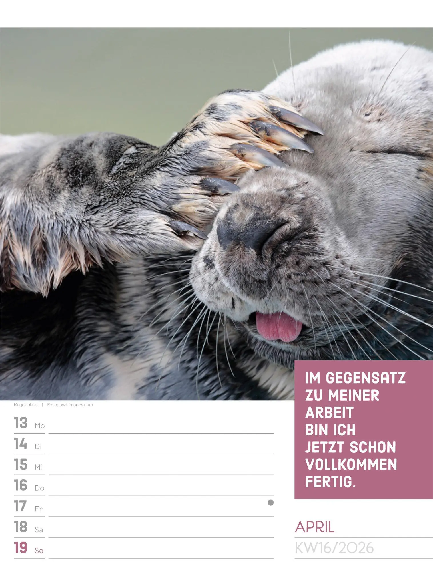 Bild: 9783838426969 | Tierisch! Sprüchekalender - Wochenplaner Kalender 2026 | GmbH | 56 S.