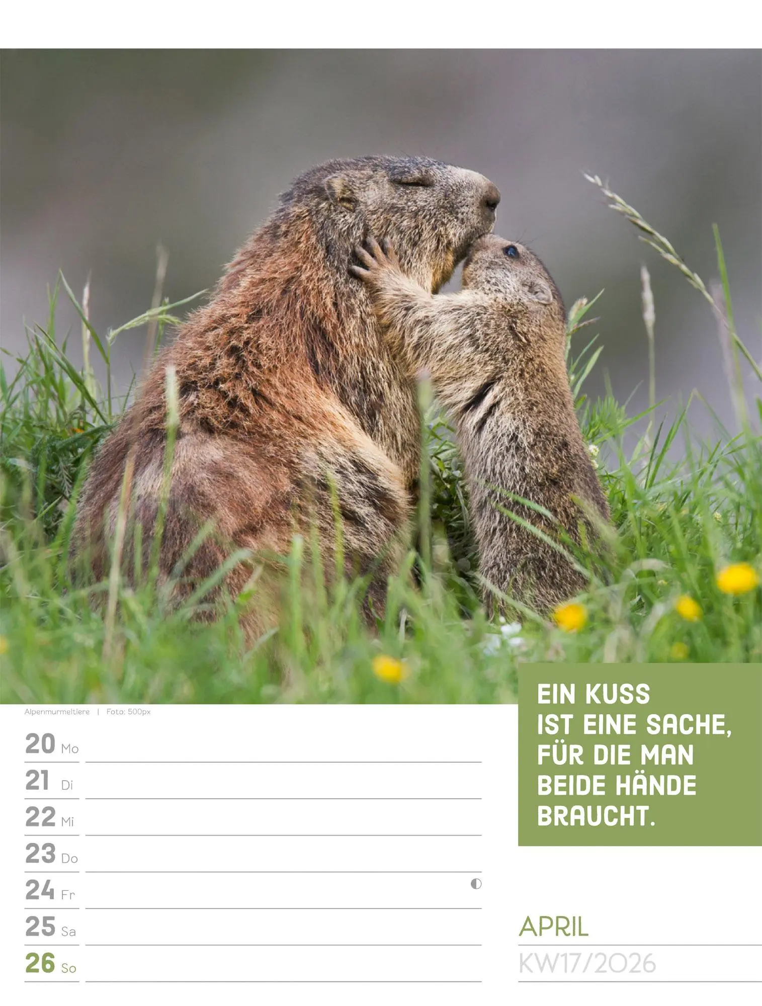 Bild: 9783838426969 | Tierisch! Sprüchekalender - Wochenplaner Kalender 2026 | GmbH | 56 S.
