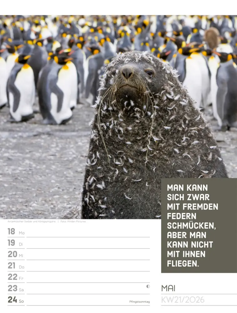 Bild: 9783838426969 | Tierisch Sprüchekalender Wochenplaner 2026 | GmbH | Kalender | Deutsch