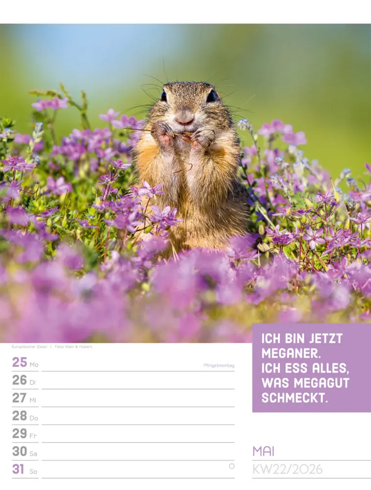 Bild: 9783838426969 | Tierisch Sprüchekalender Wochenplaner 2026 | GmbH | Kalender | Deutsch