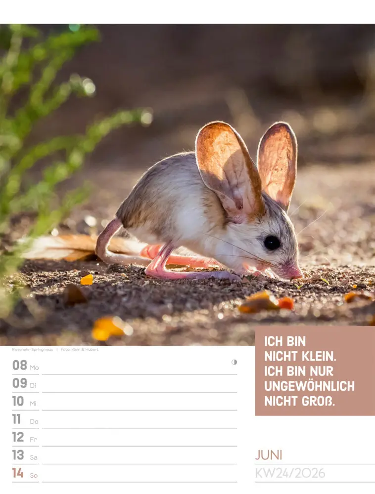Bild: 9783838426969 | Tierisch Sprüchekalender Wochenplaner 2026 | GmbH | Kalender | Deutsch