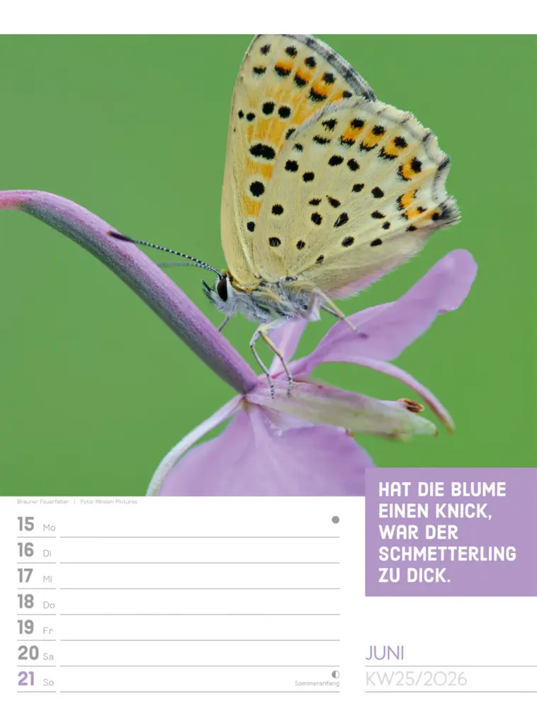 Bild: 9783838426969 | Tierisch Sprüchekalender Wochenplaner 2026 | GmbH | Kalender | Deutsch