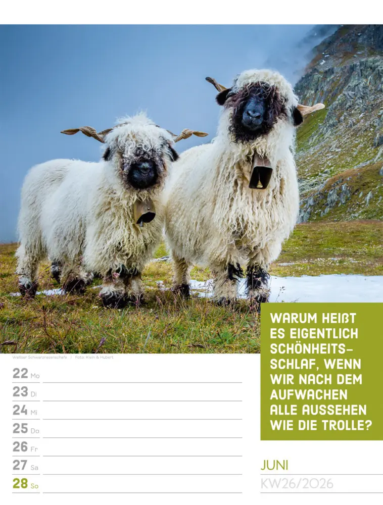 Bild: 9783838426969 | Tierisch Sprüchekalender Wochenplaner 2026 | GmbH | Kalender | Deutsch
