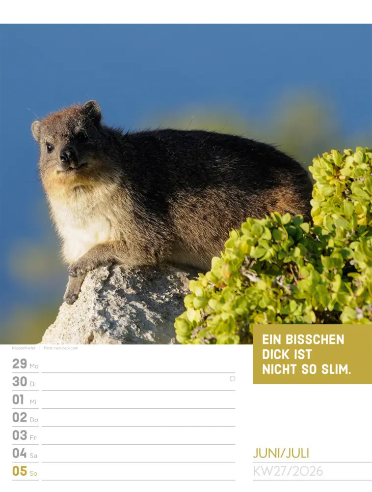 Bild: 9783838426969 | Tierisch Sprüchekalender Wochenplaner 2026 | GmbH | Kalender | Deutsch