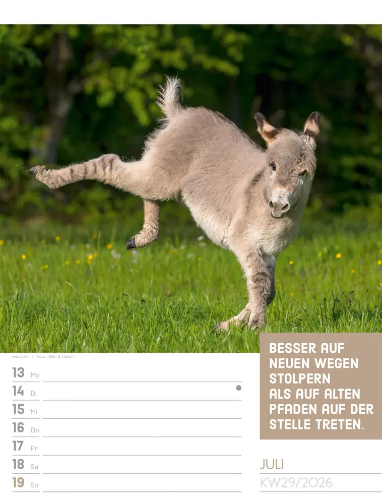 Bild: 9783838426969 | Tierisch Sprüchekalender Wochenplaner 2026 | GmbH | Kalender | Deutsch