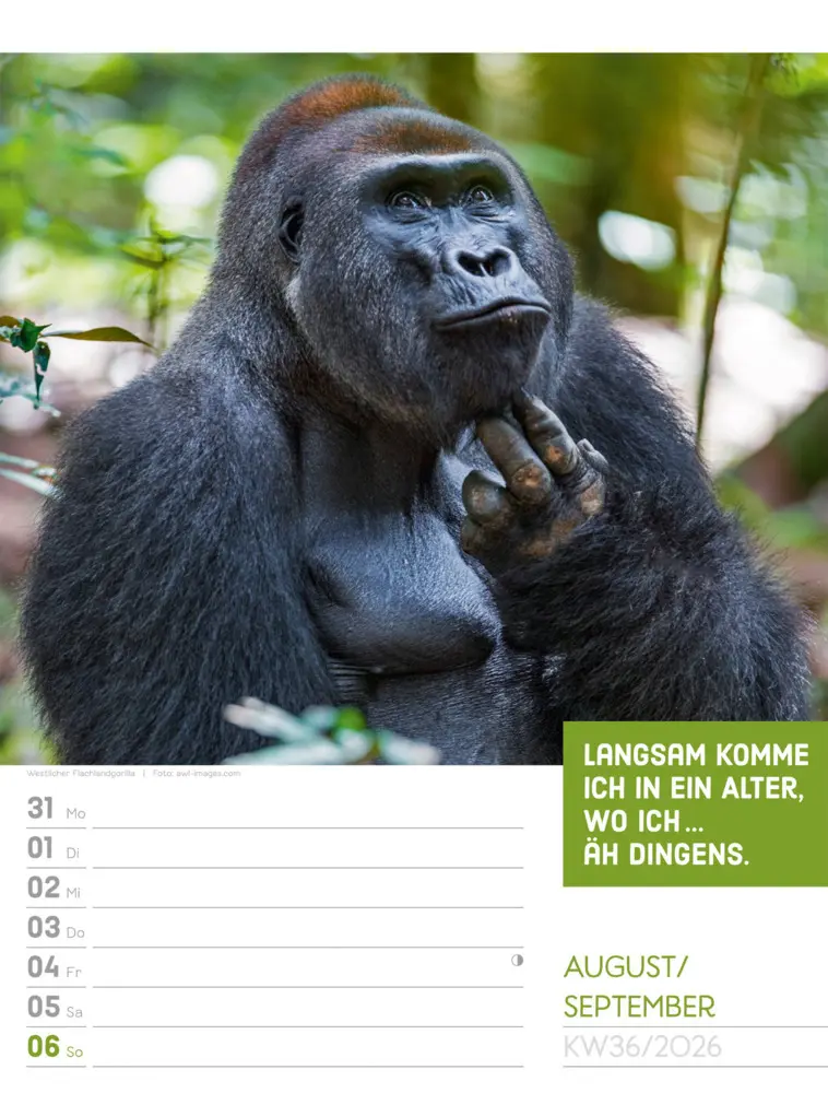 Bild: 9783838426969 | Tierisch Sprüchekalender Wochenplaner 2026 | GmbH | Kalender | Deutsch