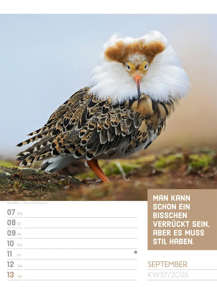 Bild: 9783838426969 | Tierisch Sprüchekalender Wochenplaner 2026 | GmbH | Kalender | Deutsch