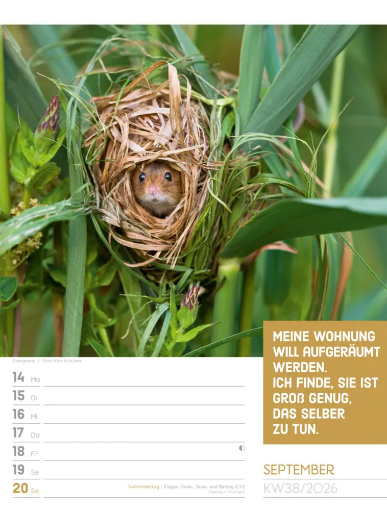 Bild: 9783838426969 | Tierisch Sprüchekalender Wochenplaner 2026 | GmbH | Kalender | Deutsch