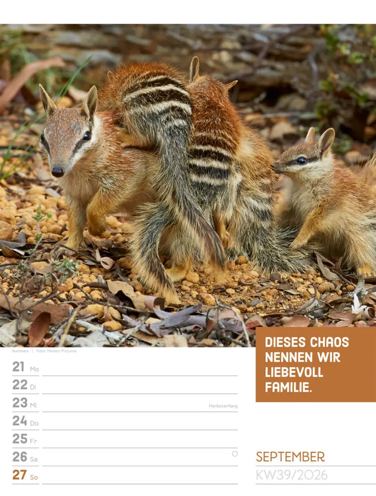 Bild: 9783838426969 | Tierisch Sprüchekalender Wochenplaner 2026 | GmbH | Kalender | Deutsch